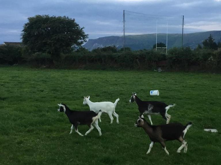 Glendale Bed And Breakfast, Cushendall Eksteriør bilde